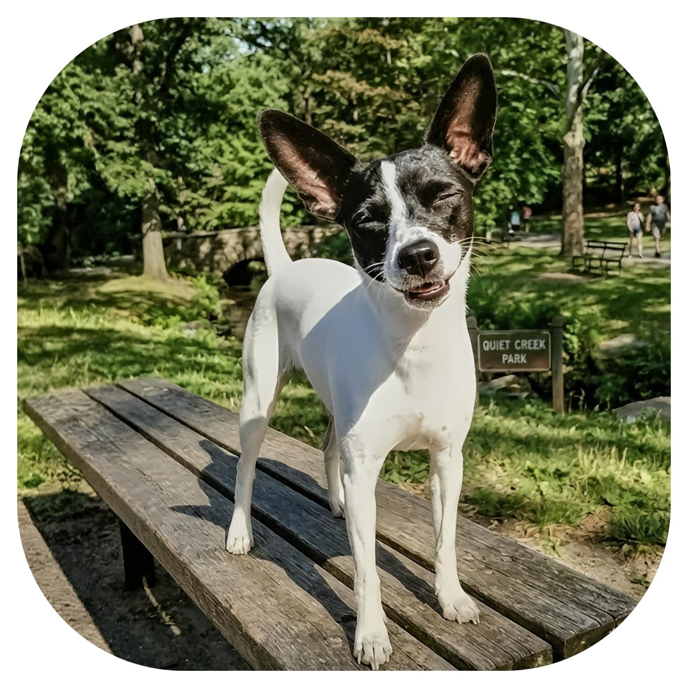 Kiddee, PetTok Shop's chief treat tester, at the park
