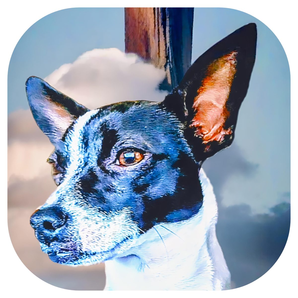 Kiddee the dog