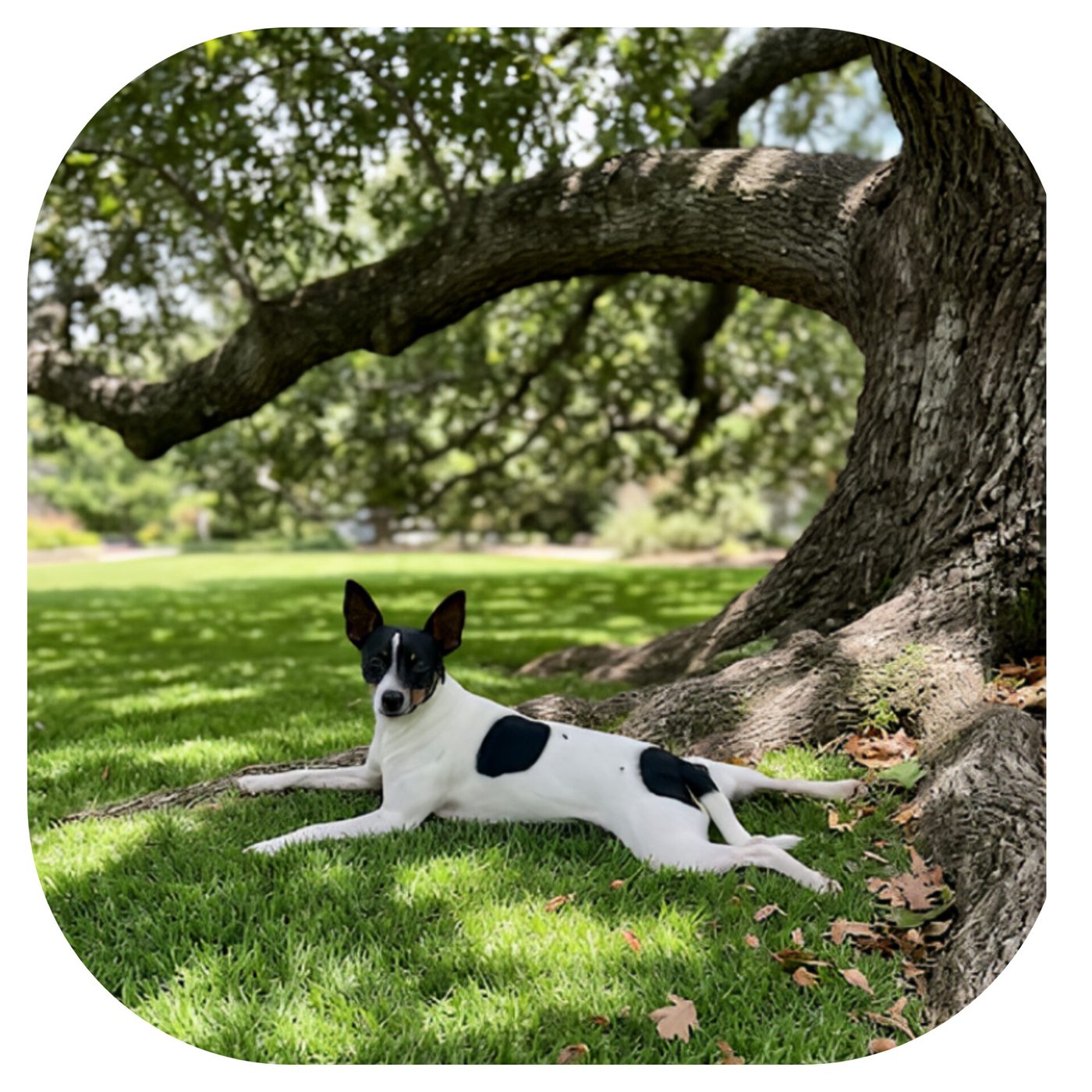 Kiddee the dog